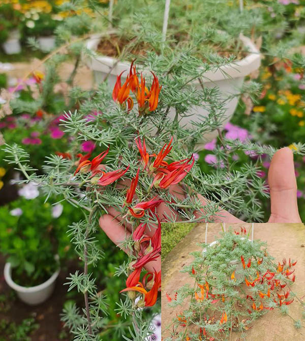 Cây Phượng Hoàng Lửa