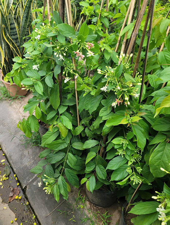 Cây hoa Sử Quân Tử - Giun leo