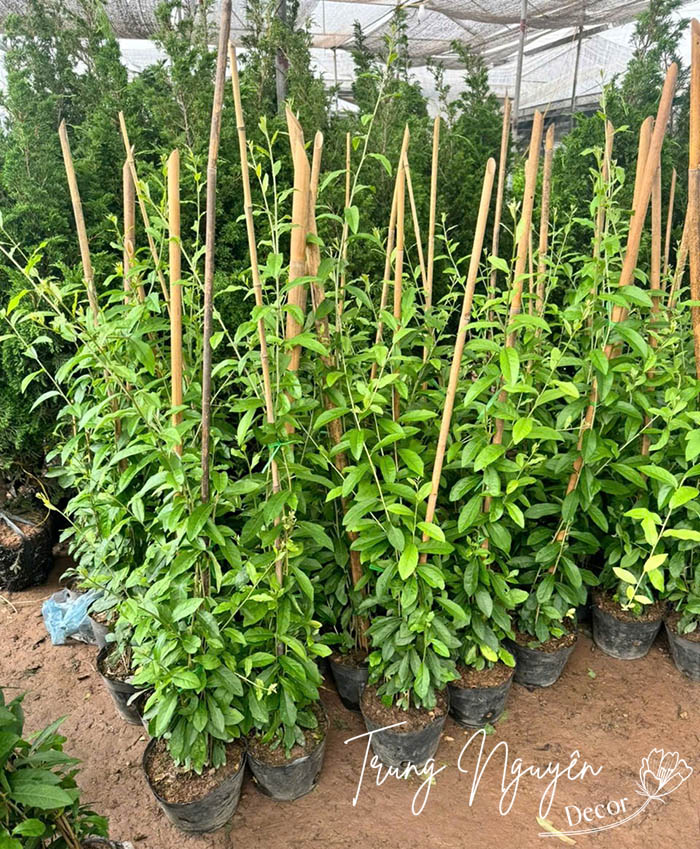 Cây Cúc Tần Ấn Độ