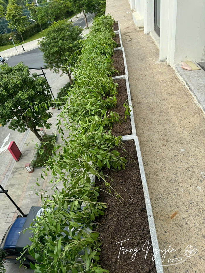 Cây Cúc Tần Ấn Độ