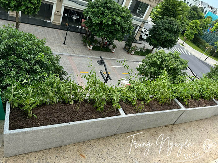 Cây Cúc Tần Ấn Độ