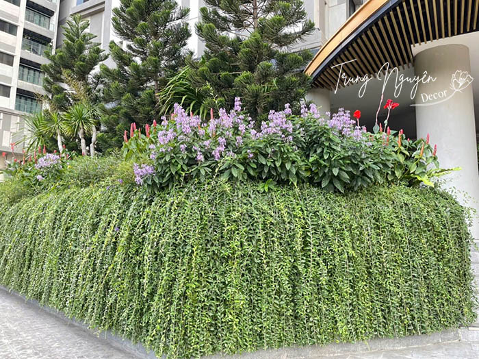 Cây Cúc Tần Ấn Độ