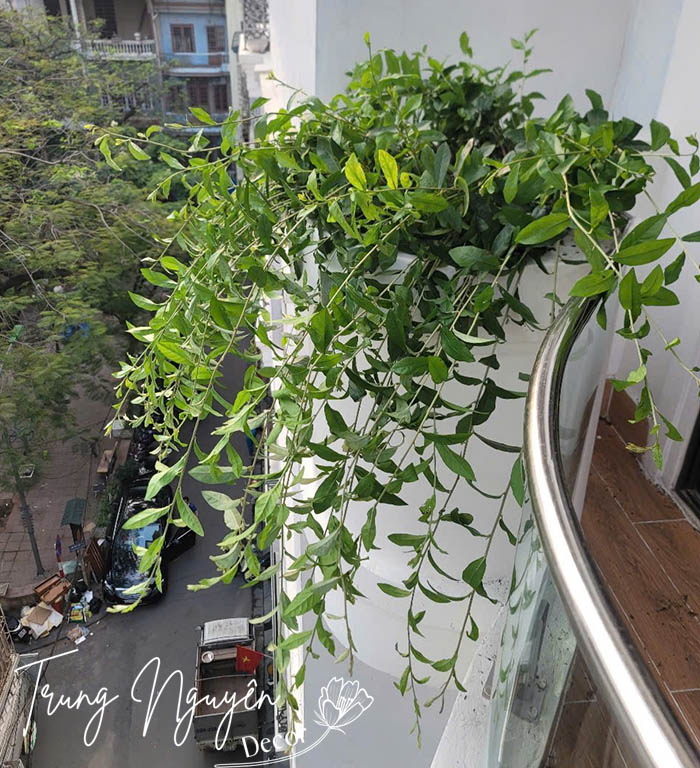 Cây Cúc Tần Ấn Độ