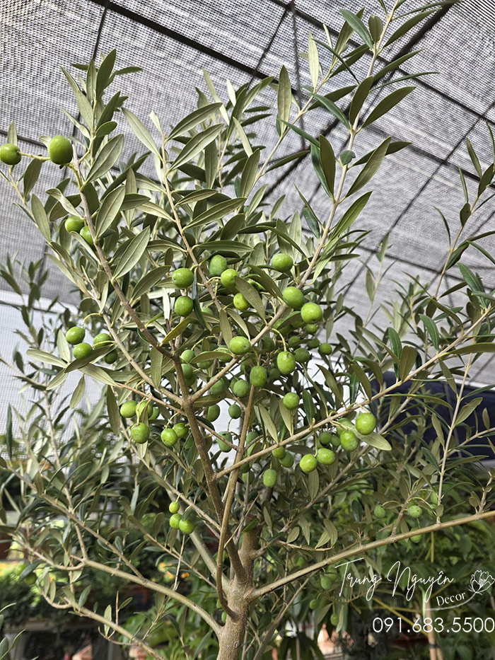Cây Olive