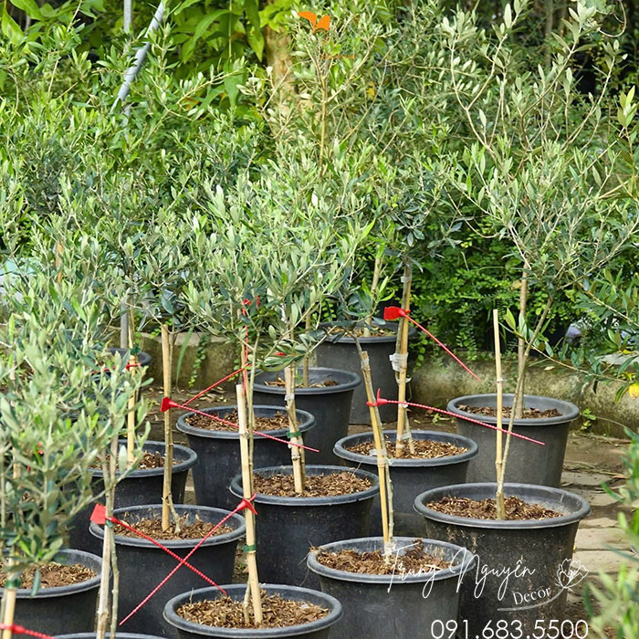Cây Olive