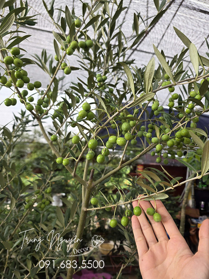Cây Olive