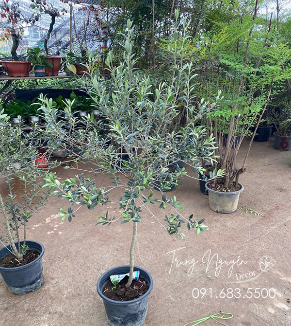 Cây Olive