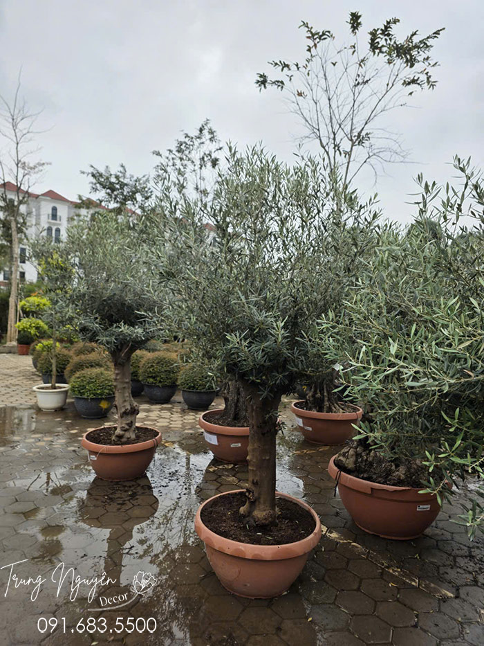 Cây Olive