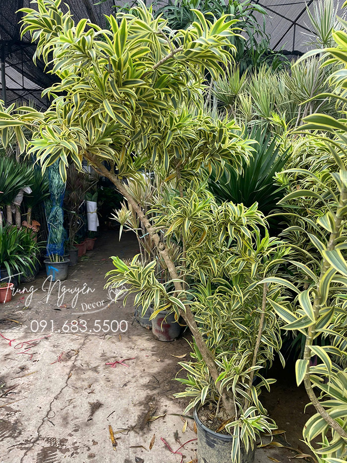 cay-truc-bach-hop-hoang-kim