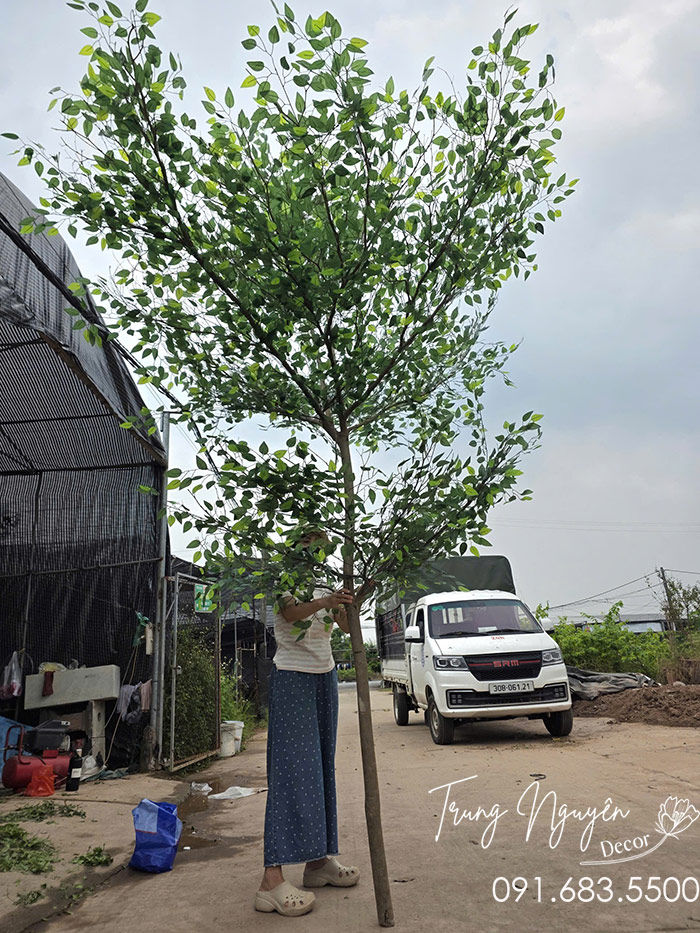 Cây Bàng Đài Loan Giả Decor