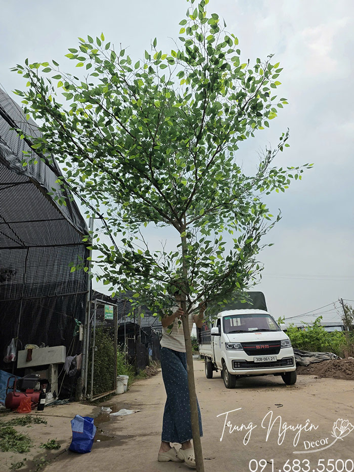 Cây Bàng Đài Loan Giả Decor