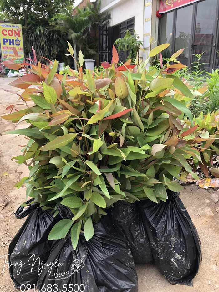 Cây Bạch Đàn Giống