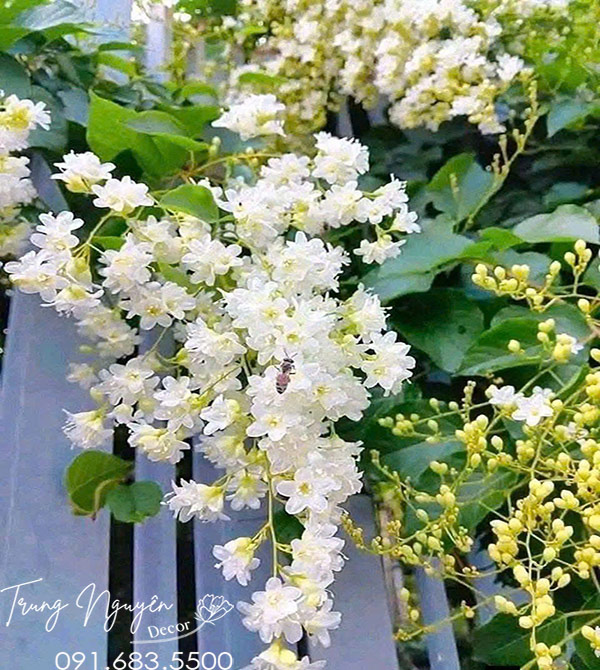 Cây Hoa Đinh Hương Nhật