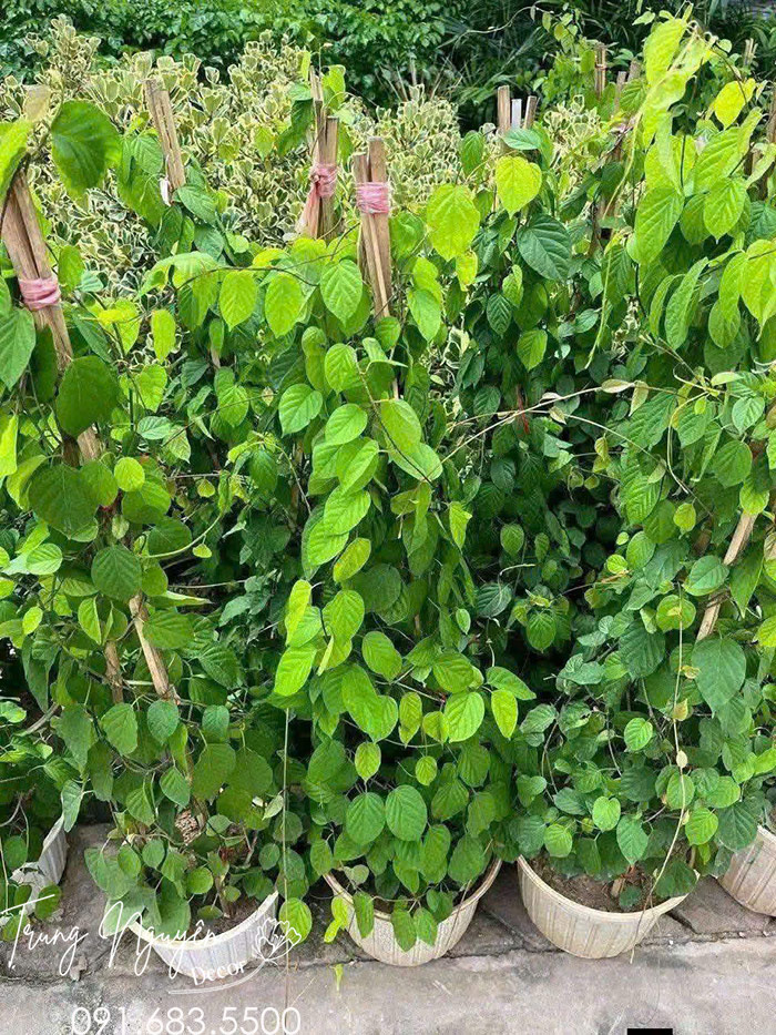 Cây Hoa Đinh Hương Nhật