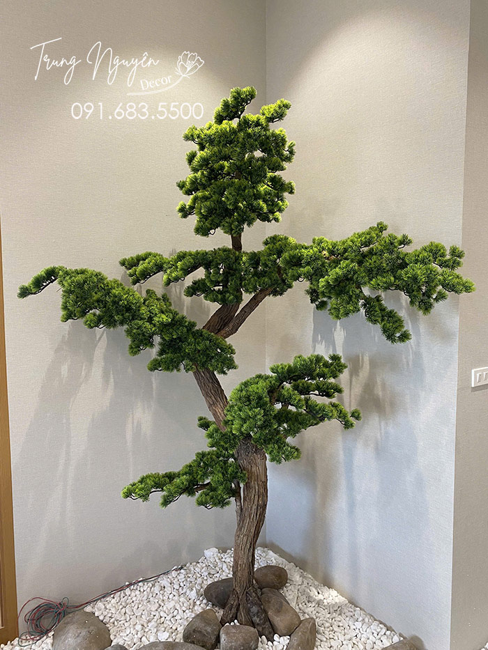 Cây Tùng La Hán Giả