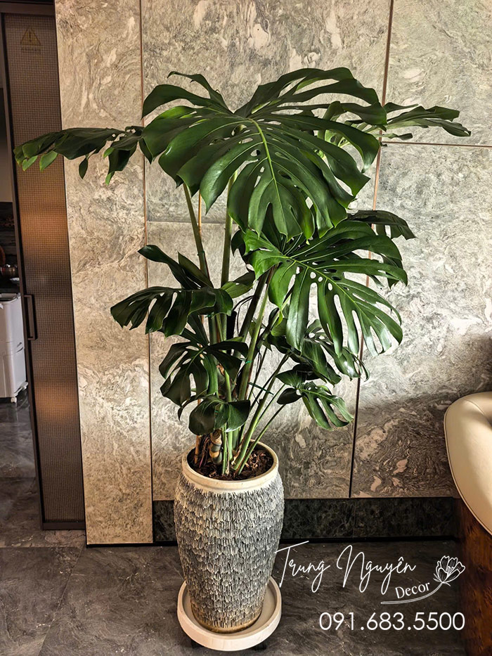 Cây Trầu Bà Monstera Khổng Lồ