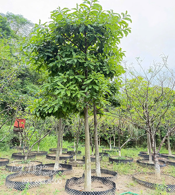 Cây Sa La Tạo Bóng Mát