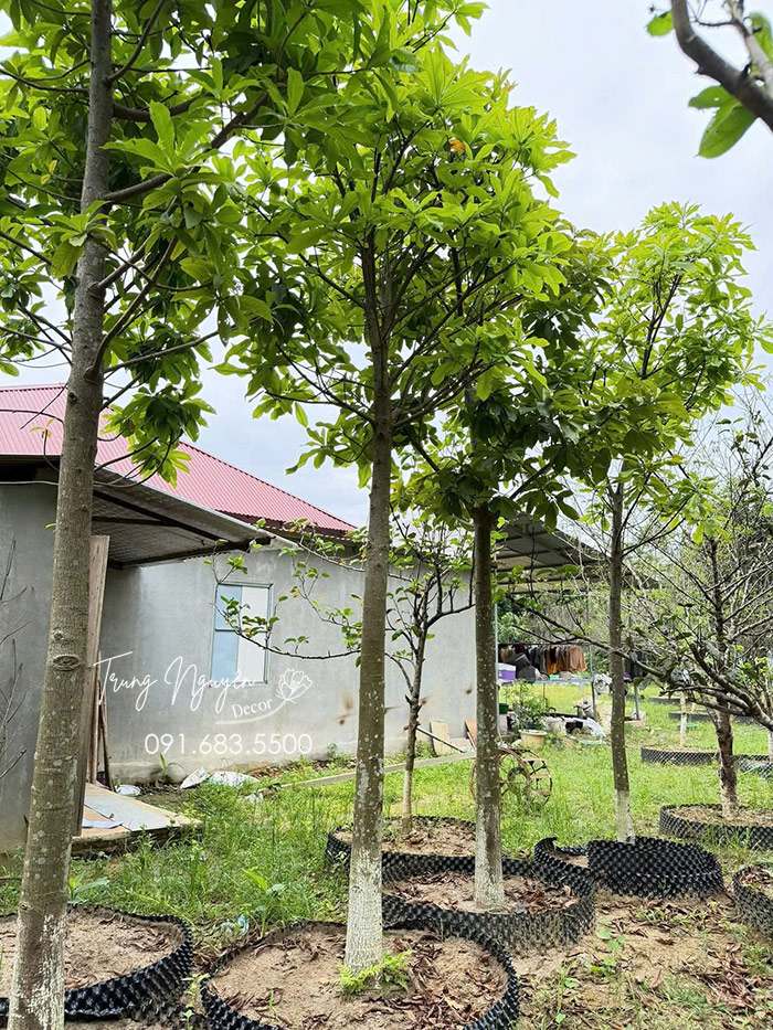 Cây Sa La Tạo Bóng Mát