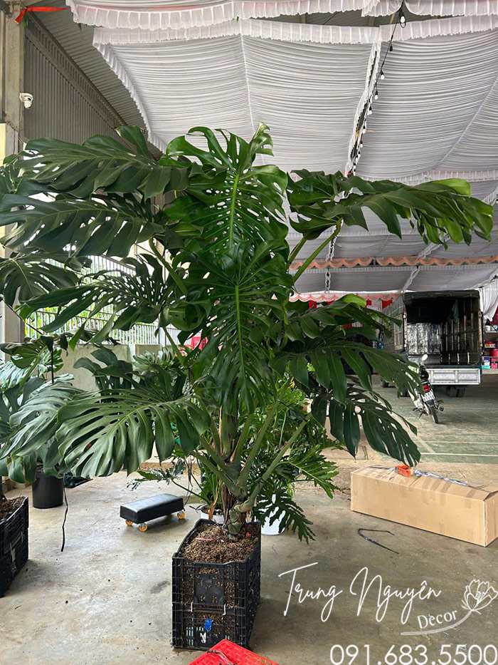 Cây Trầu Bà Monstera Khổng Lồ