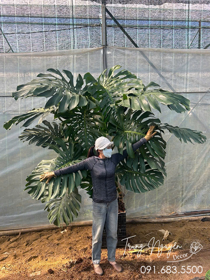 Cây Trầu Bà Monstera Khổng Lồ