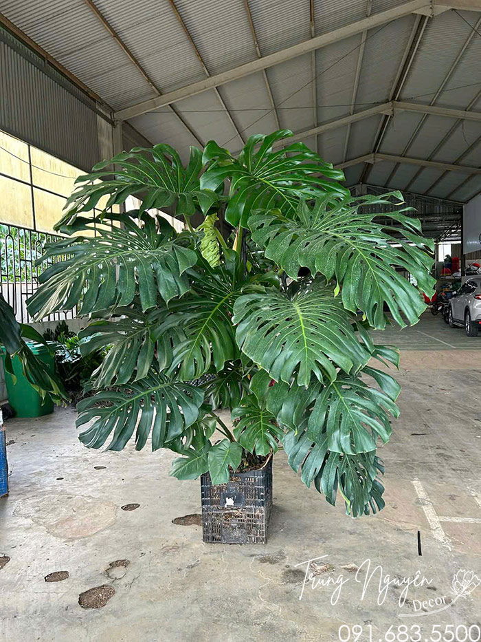 Cây Trầu Bà Monstera Khổng Lồ