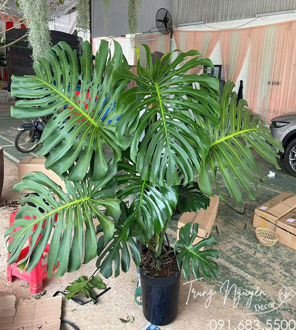 Cây Trầu Bà Monstera Khổng Lồ
