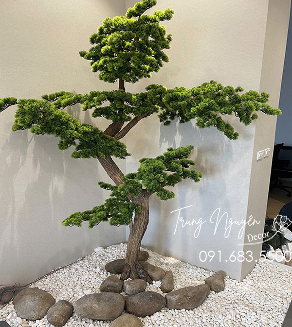 Cây Tùng La Hán Giả