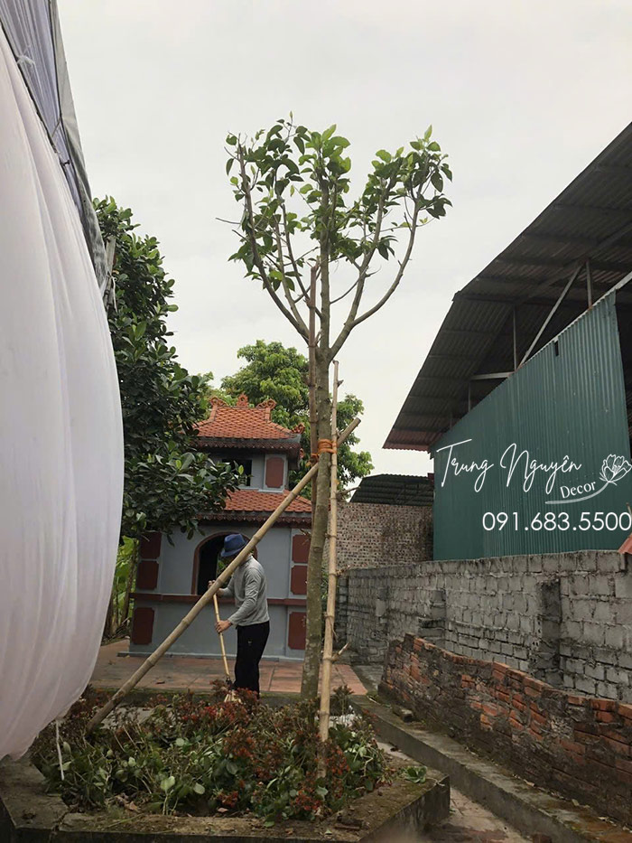 Cây Sa La Tạo Bóng Mát