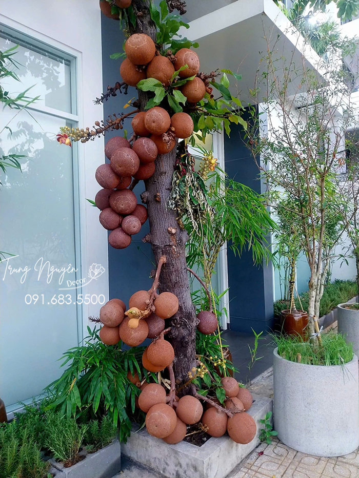 Cây Sa La Tạo Bóng Mát