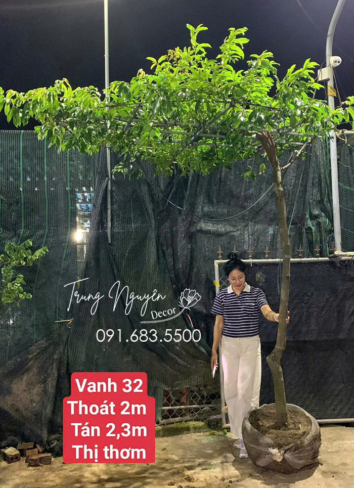 Cây Khế, Thị, Ổi Dáng Bàn