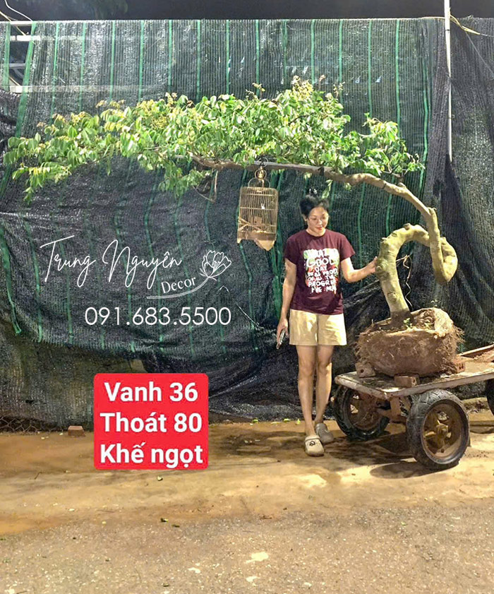 Cây Khế, Thị, Ổi Dáng Bàn