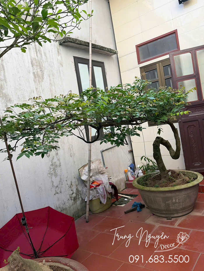 Cây Khế, Thị, Ổi Dáng Bàn