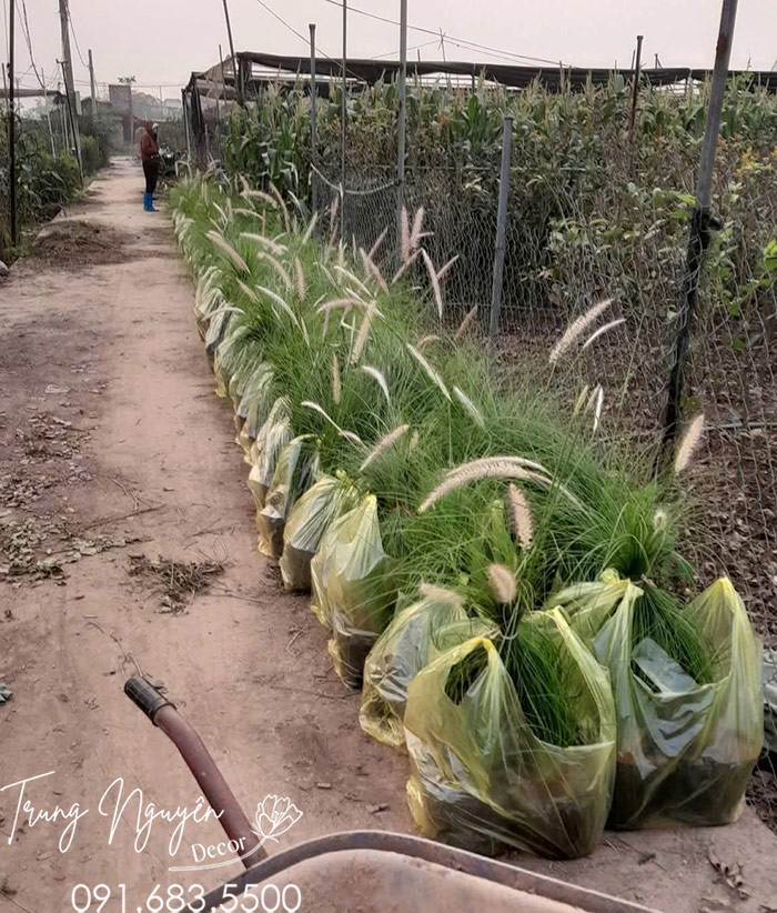 Cây Cỏ Lau