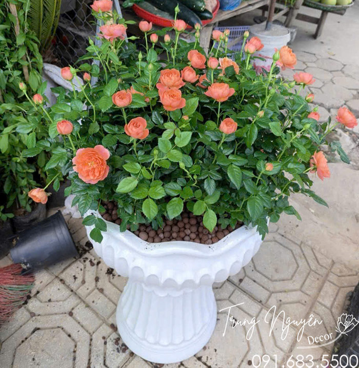 Cây Hồng Tezza