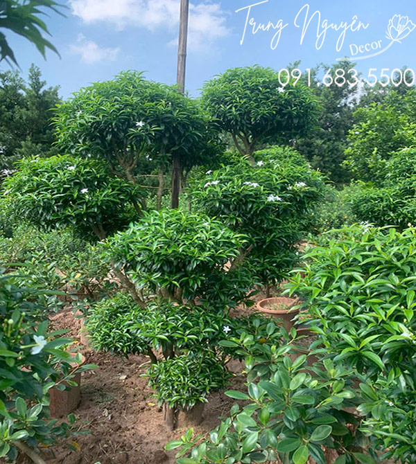 Cây Mai Vạn Phúc Tầng