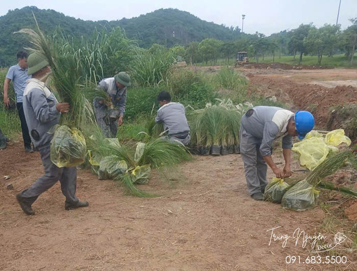 Cây Cỏ Lau