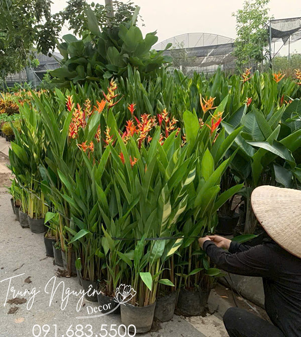 Cây Chuối Mỏ Két - Thiên Điểu Hoa Quanh Năm