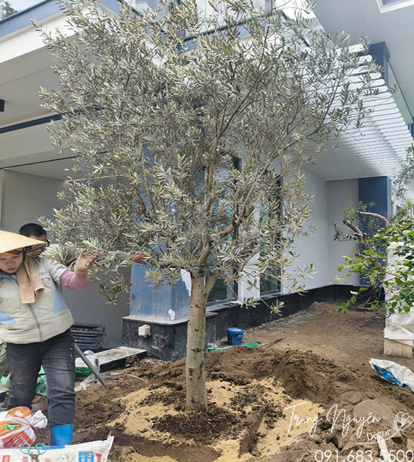 Cây Olive Cổ Thụ Dáng To Đẹp Thích Hợp Mang ĐI Biếu Tặng