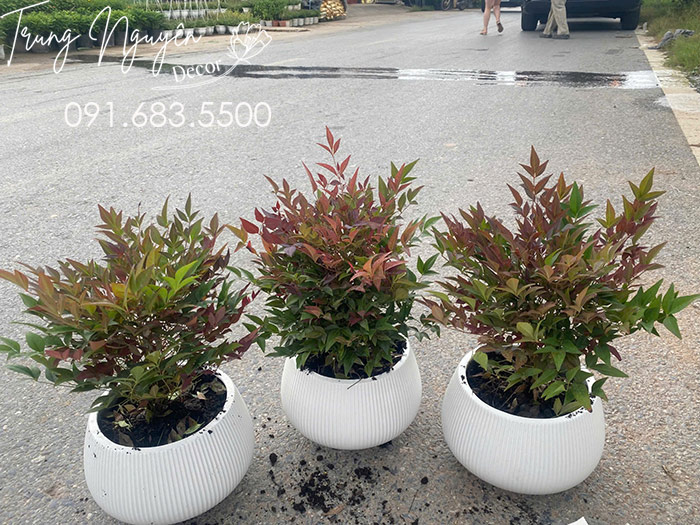Cây Nam Thiền Trúc Nhỏ Đặt Bàn Làm Việc