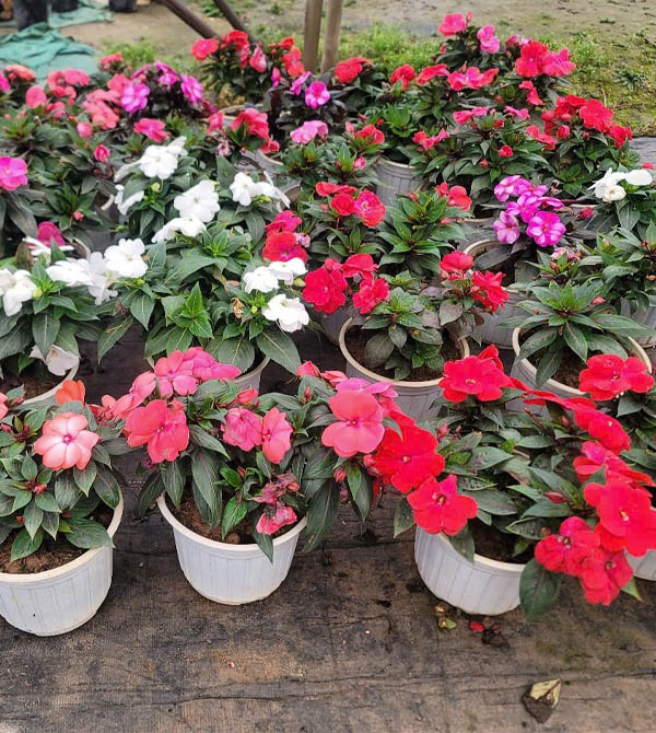 Cây hoa Mai địa thảo