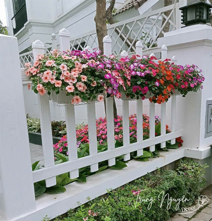 Cây hoa ngọc thảo