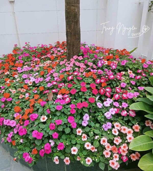 Cây hoa ngọc thảo