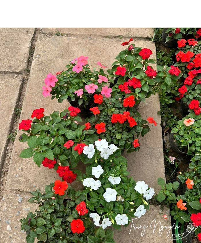 Cây hoa ngọc thảo