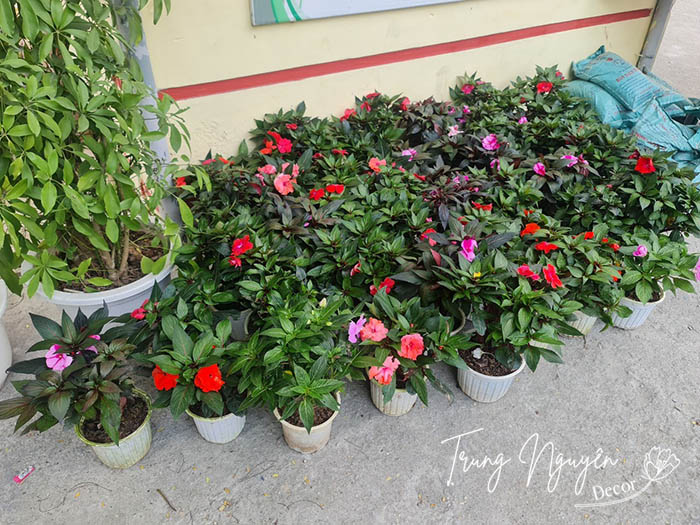 Cây hoa Mai địa thảo