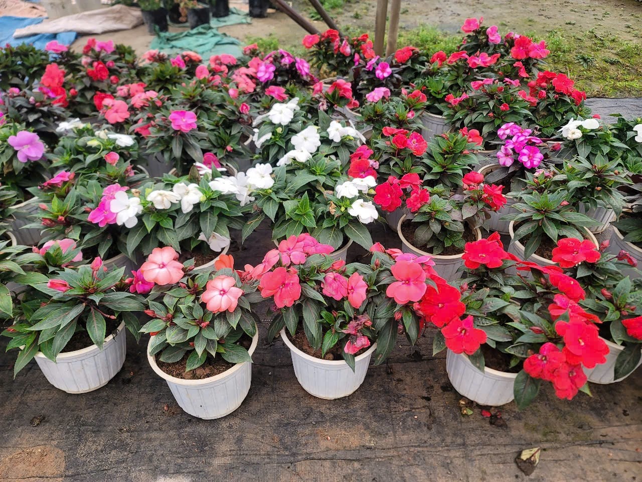 Cây hoa Mai địa thảo