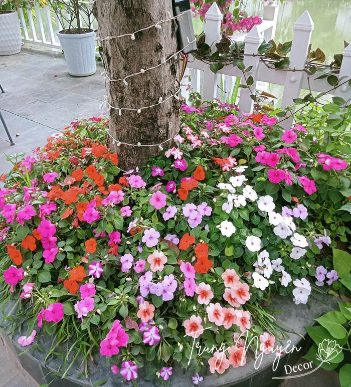 Cây hoa ngọc thảo