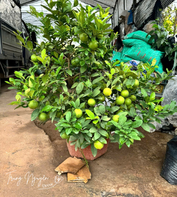 Cây chanh ta - chanh tứ quý