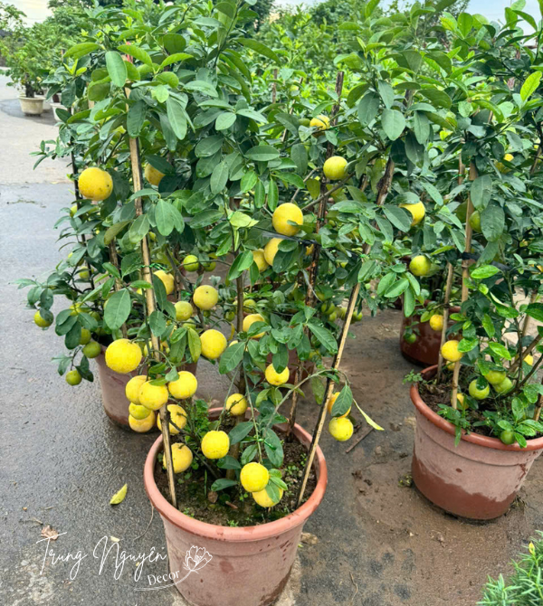 Cây chanh ta - chanh tứ quý