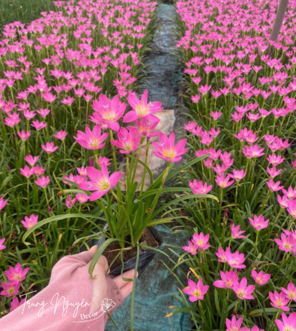 Cây tóc tiên - huệ mưa