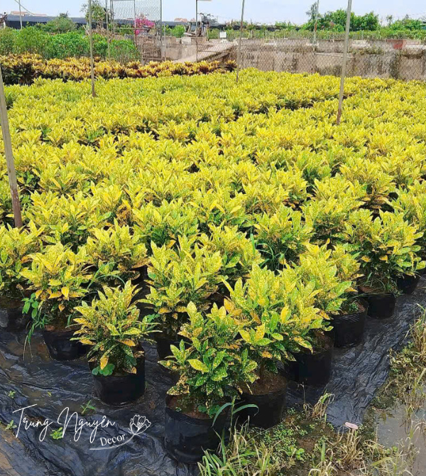 Cây vàng anh lá mít